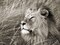 African lion, Masai Mara, Kenya Poster Print by Frank Krahmer - Item # VARPDX3FK3127